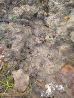 /album/dipsy-en-action-de-chasse/dscn1925-jpg/