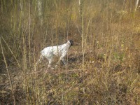 /album/dipsy-en-action-de-chasse/dscn1931-jpg/