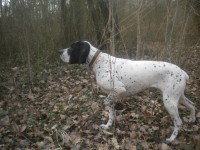 /album/dipsy-en-action-de-chasse/dscn1953-jpg/